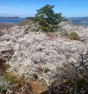 笠山の春2025